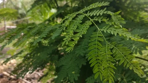 Wind-Blown Leaf Dancing Gently – Map-Like Shape in Natural Breeze Stock Footage 306011404