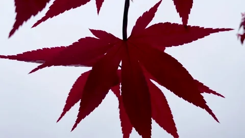 Wind Blown Leaves Close-Up Stock Footage 243922234