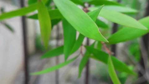 Wind blown leaves Stock Footage 200336940