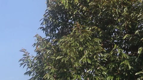 Wind blown leaves Stock Footage 202174592