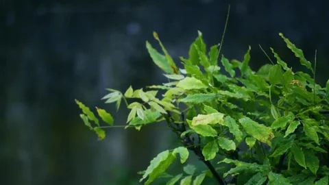 Wind-blown leaves 스톡 동영상 221671620