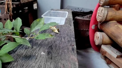 Wind-blown leaves Stock Footage 243496375