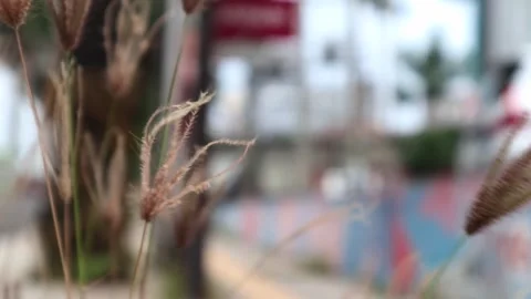 Wind-blown leaves on the roadside Stockbeeldmateriaal 243260416