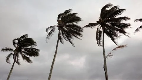 Wind blown palm trees Stock Photos