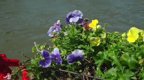 Wind blown Pansies Stock Footage 26004168
