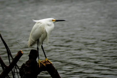 Wind blown 库存照片