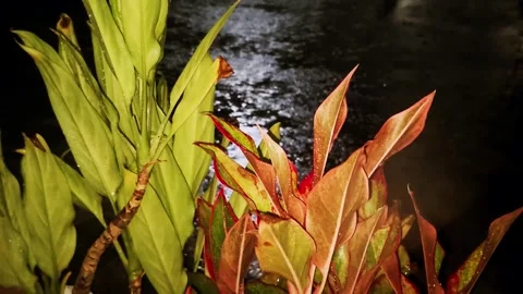 Wind-blown plants exposed to nighttime rains. Stock Footage 273992474