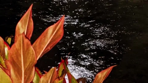 Wind-blown plants exposed to nighttime rains. 動画素材 273992480