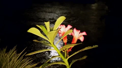 Wind-blown plants exposed to nighttime rains. Stock Footage 273992559