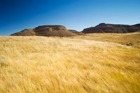Wind-blown prairie grasses, Killdeer Badlands, East Block, Grasslands National Foto stock