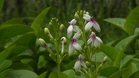 Wind blown small flower Stock Footage 272789234