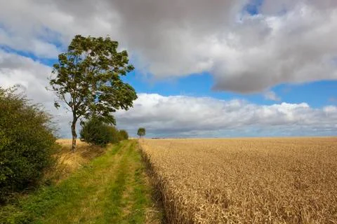 Wind blown summer landscape Stock Photos