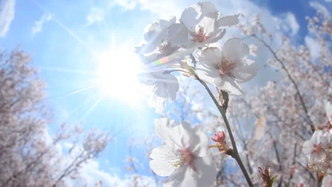 The Wind-Blown Tokai Cherry Blossoms and the Sun 스톡 동영상 330168474