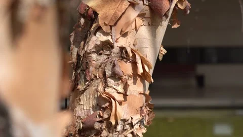 Wind-blown tree bark anthropomorphic surreal imagery Stock Footage 269831318