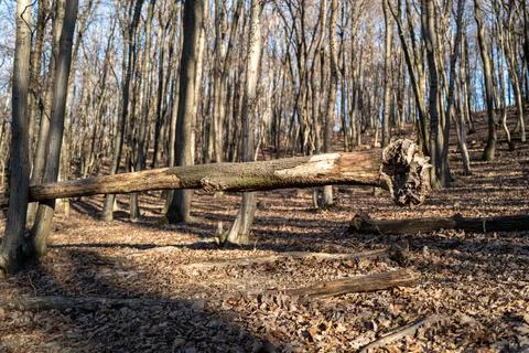 Wind-blown tree Stock Photos