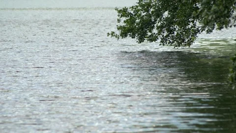 Wind blown tree that skims the surface of a lake. Slow motion 4K 库存影片 154942927