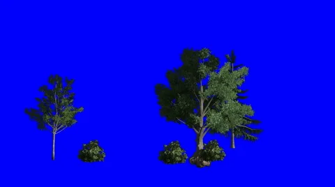 Wind Blown Trees (Blue Screen):  Looping + Matte Stock Footage 56053320