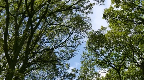 Wind blown trees Stock Footage 41471939