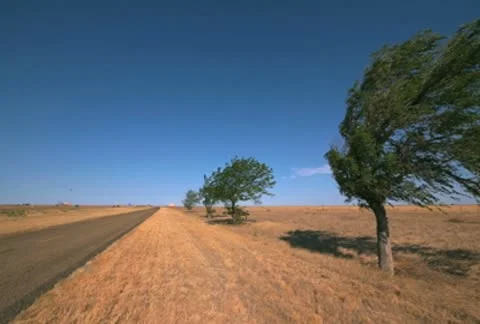 Wind blown trees NM Video stock 8946460
