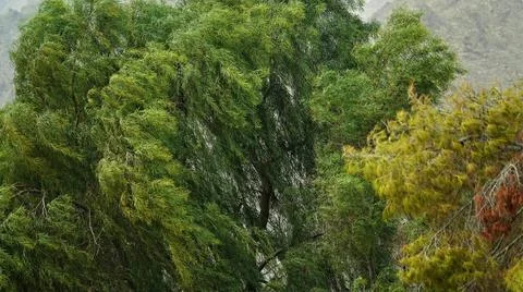 Wind blown trees Stock Photos