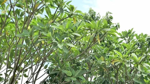 Wind blown on the tropical trees Video stock 172411545