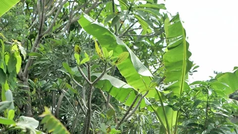 Wind blown on the tropical trees green plant Video stock 172411211