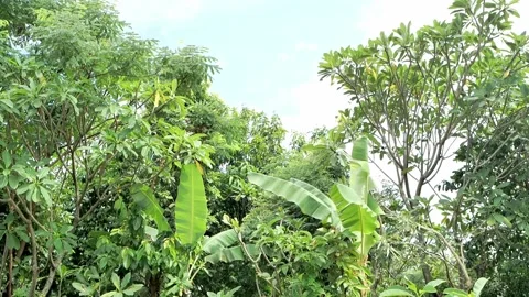 Wind blown on the tropical trees green plant Video stock 172411595