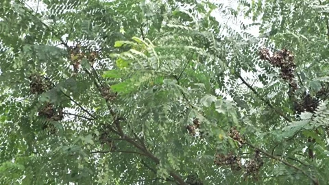 Wind blown on the tropical trees green plant Video stock 172411732