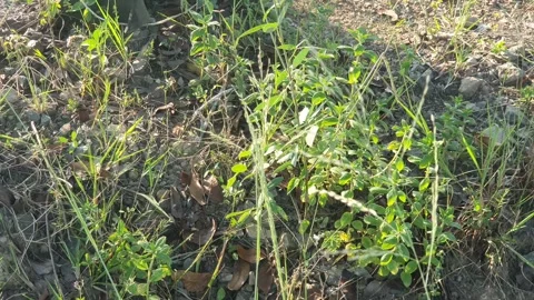 Wind-blown weeds in the village Stock Footage 339261900