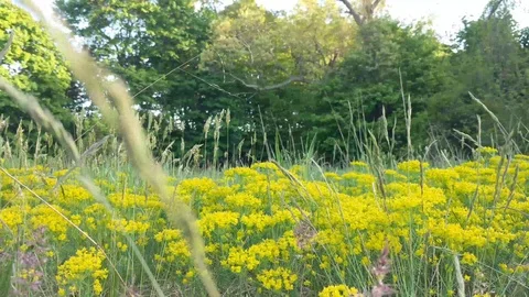 The Wind Blows Across a Small Field of Yellow Flowers Stock Footage