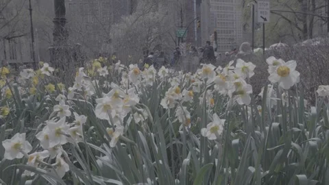 Wind blows across white daffodils in a New York City park Stock Footage 241498440
