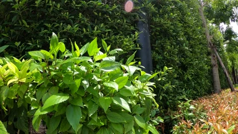 The wind blows against the leaves Stock Footage 139326727