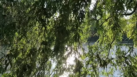 The wind blows among the willow branches on the lake shore Stock Footage 141710159