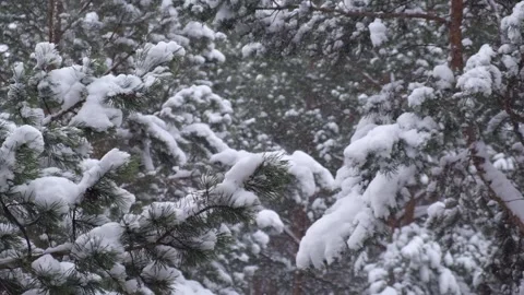 Wind blows and knocks snow from the branches of pine trees,bad weather in winter Stock Footage 190971785