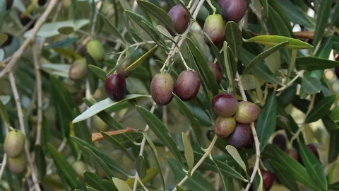 The wind blows and lets the almost ripe olives move 스톡 동영상 117713419
