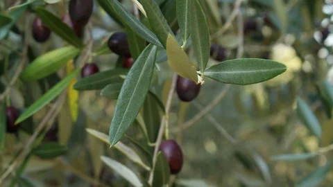 The wind blows and lets the almost ripe olives move Video stock 117713525