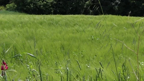 The wind blows and lets the ears of corn move not yet ripe Stock Footage 117713458