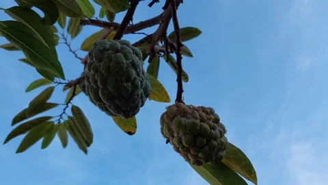 The wind blows and shakes the custard apple Stock Footage 261269140