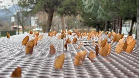 The wind blows and shakes maple seeds stuck in a park table grate. Vídeos de archivo 258538000