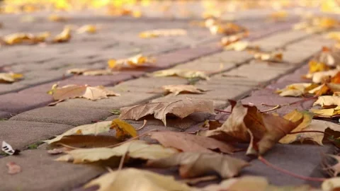 Wind blows and turns over fallen yellow leaves in the park Stock Footage 292995660