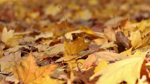 Wind blows and turns over fallen yellow leaves Stock Footage 294431247