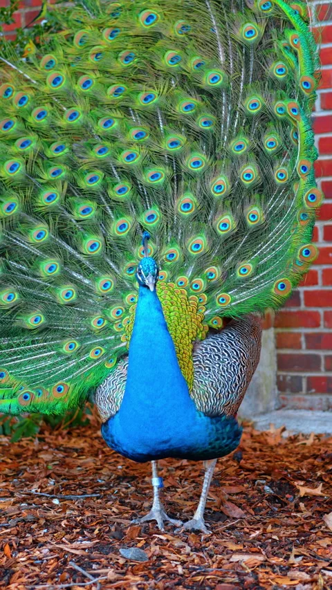 Wind blows and waves the gorgeous tail of the male peacock. Amazing bird Stock Footage 328967957