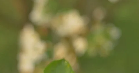 Wind blows to Apple blossom after rain in sunset time Stock Footage 75406308