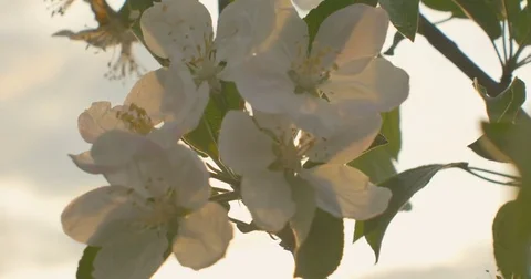 Wind blows to Apple blossom after rain in sunset time Video stock 75406419