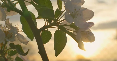 Wind blows to Apple blossom after rain in sunset time Stock Footage 75406471