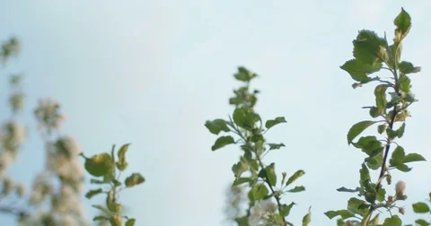 Wind blows to Apple blossom after rain in sunset time Stock Footage 75406882