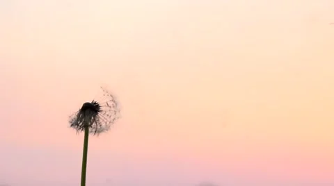 The wind blows away dandelion seeds. Video stock 54942959