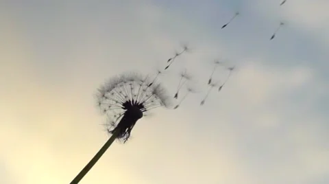 The wind blows away dandelion seeds. Slow motion 240 fps. Video stock 55045895
