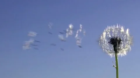 The wind blows away dandelion seeds. Slow motion 240 fps. Stock-Footage 55632982