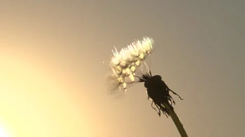 The wind blows away dandelion seeds. Slow motion 240 fps. Stock-Footage 55878600